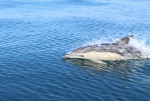 From Lagos: Dolphin Watching Boat Trip