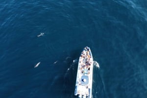 From Lagos: Dolphin Watching Boat Trip