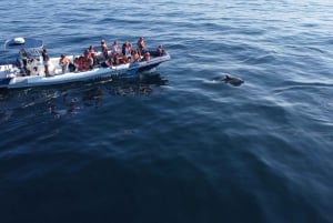 From Lagos: Dolphin Watching Boat Trip