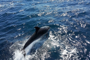 Von Lagos aus: Delfinbeobachtungs-Katamaranfahrt