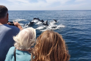 Von Lagos aus: Delfinbeobachtungs-Katamaranfahrt