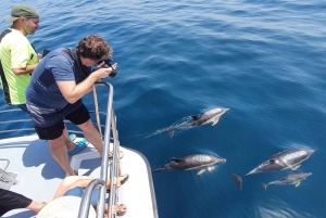 Von Lagos aus: Delfinbeobachtungs-Katamaranfahrt