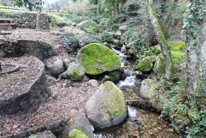 From Lagos: Monchique Guided Forest Walk w/Medronho Tasting