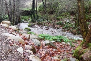 Da Lagos: passeggiata guidata nella foresta di Monchique con degustazione di Medronho