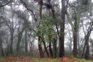 Von Lagos: Geführte Waldwanderung in Monchique mit Medronho-Verkostung