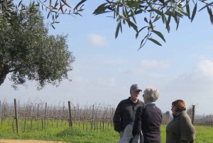 Au départ de Lagos : Visite privée des vignobles de l'Algarve avec dégustations