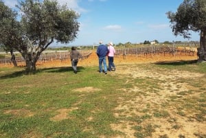 Au départ de Lagos : Visite privée des vignobles de l'Algarve avec dégustations