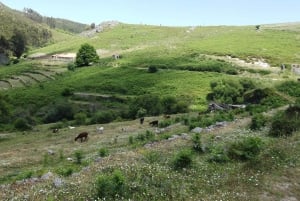 From Lagos: Private Tour with Medronho Tasting