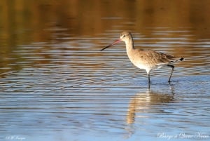 Olhão: Ria Formosa 3 Islands Guided Day Trip by Boat