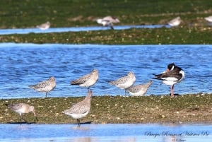 Ab Olhão: 3 Inseln Bootsfahrt Ria Formosa