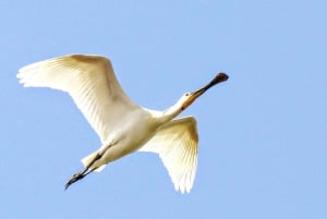 From Olhão: 3 Islands Boat Trip Ria Formosa