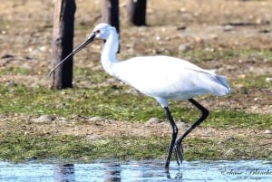 Ab Olhão: 3 Inseln Bootsfahrt Ria Formosa