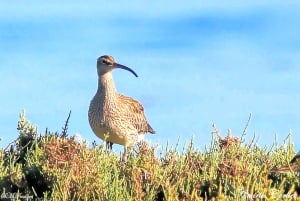 Olhão: Ria Formosa 3 Islands Guided Day Trip by Boat