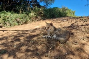 From Olhão: 7 Valleys Hiking, Benagil Cave, Snorkeling Tour