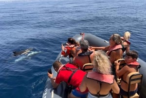 From Portimão:Dolphin Watch & Lagos Coastline with Biologist