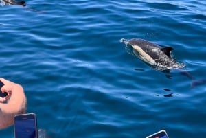 From Portimão:Dolphin Watch & Lagos Coastline with Biologist