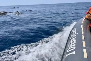 From Portimão:Dolphin Watch & Lagos Coastline with Biologist