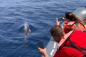 Vanuit Portimão: Dolfijnen kijken & Lagos kustlijn met bioloog