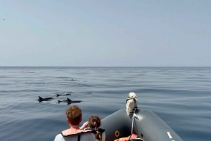 Vanuit Portimão: Dolfijnen kijken & Lagos kustlijn met bioloog