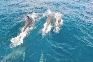 Desde Portimão: Tour en barco privado a la Cueva de Benagil