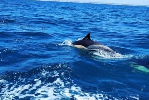 Depuis Vilamoura : croisière de 2 h 30 à la grotte de Benagil et observation des dauphins