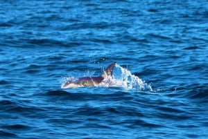 Från Vilamoura: 2,5 timmes delfinbåttur och Benagil-grottan