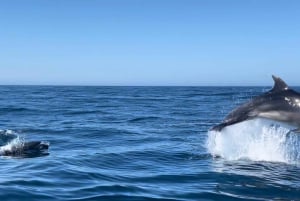 Depuis Vilamoura : Circuit de 2,5 heures dans la grotte de Benagil et visite en bateau des dauphins