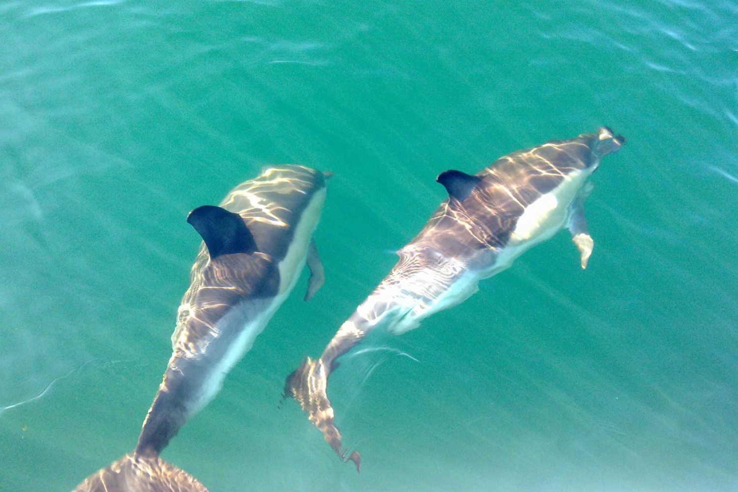 Fuzeta: dolfijnenobservatietour