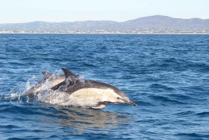 Fuzeta: Dolphin Observation Tour