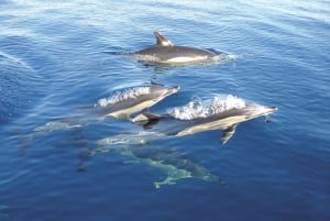 Fuzeta: Dolphin Observation Tour