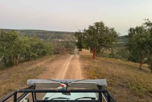 Golden Hour Safari in the Algarve