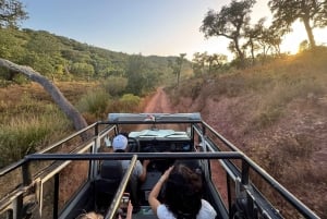 Golden Hour Safari in the Algarve