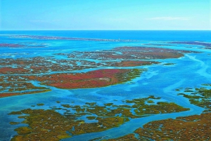 From Faro: Ria Formosa Eco Tour guided by Marine Biologist