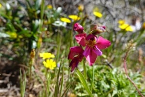 Guidet gåtur + picnic: Det vestlige Algarves vilde skønhed