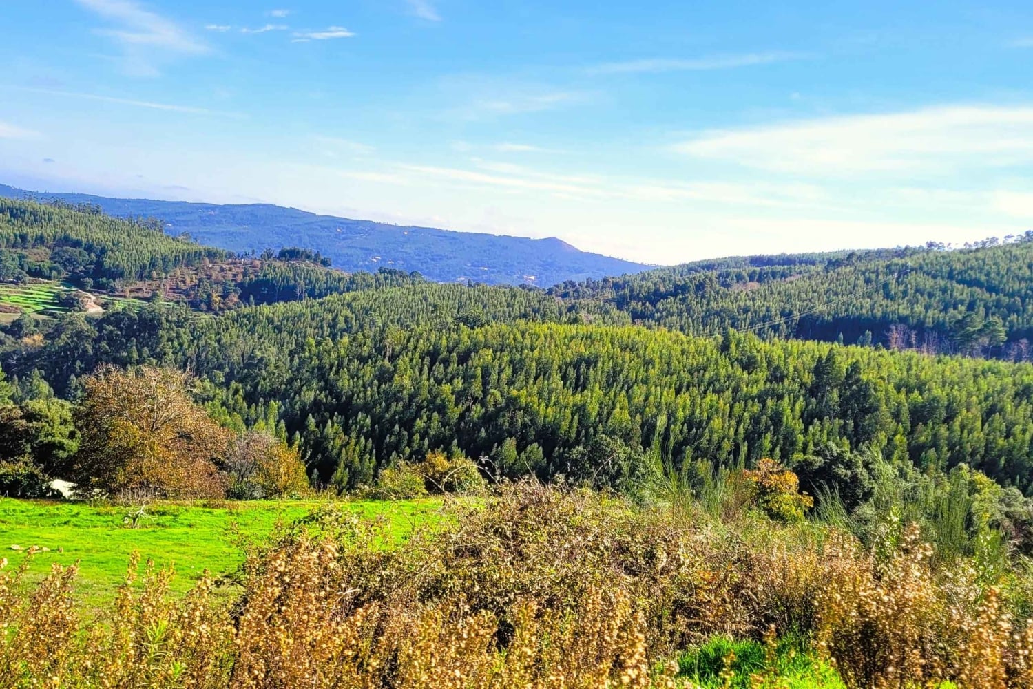 Half-Day Mountain Jeep Safari with firewater tasting