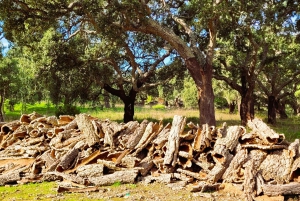 Half-Day Mountain Jeep Safari with firewater tasting