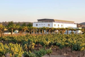 Herdade Canal Caveira - Winery Visit 3 Wines & Tapas