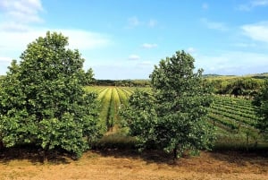 Herdade Canal Caveira - Winery Visit 3 Wines & Tapas