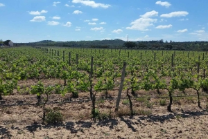 Herdade Canal Caveira -viinitilan vierailu TOP5-viineillä ja tapaksilla