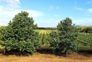 Herdade Canal Caveira -viinitilan vierailu TOP5-viineillä ja tapaksilla