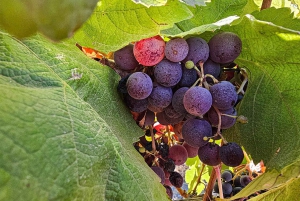 Historisch centrum en wijnproeverij