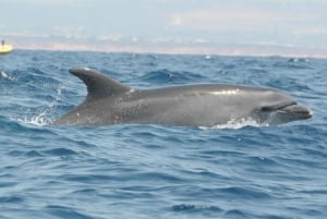 Safari en jeep y tour en barco por Benagil