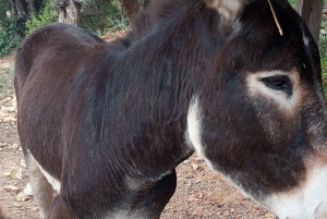 Safari en Jeep por Albufeira con Zoo