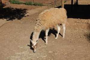 Safari en Jeep por Albufeira con Zoo