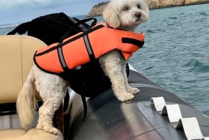 Lagoa: Benagilgrottorna och Praia da Marinha med biologguide