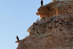 Lagoa: Benagilgrottorna och Praia da Marinha med biologguide