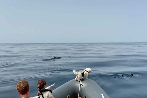 Lagoa: Delfinsafari og Benagil-tur med biologguide