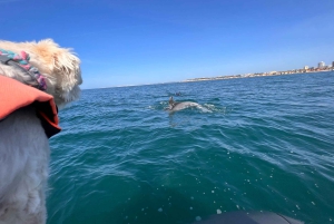 Lagoa: Delfinsafari og Benagil-tur med biologguide