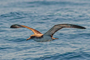 Lagoa: Delfinsafari og Benagil-tur med biologguide