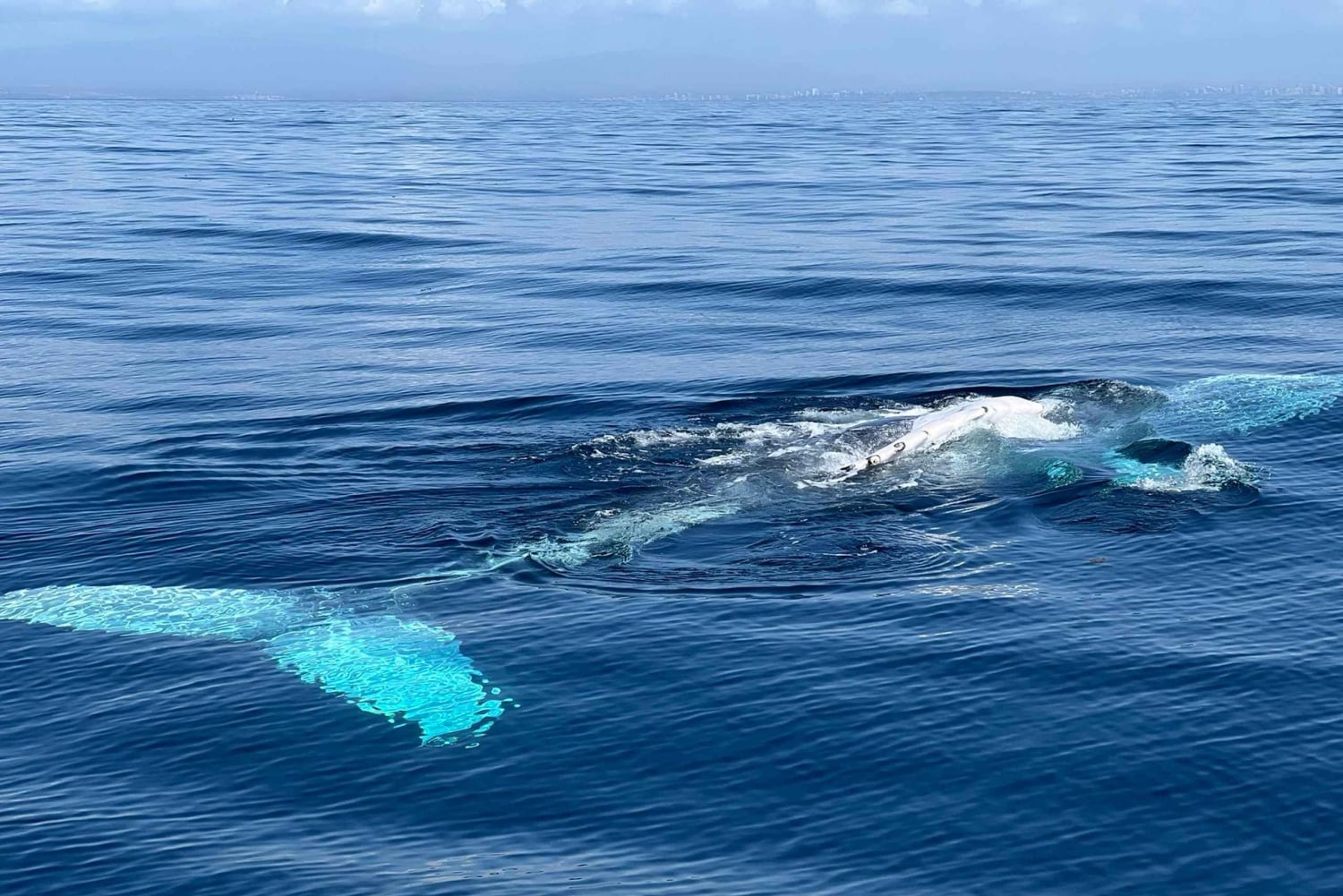 Lagoa: Delfin-Expedition mit biologischem Guide an Bord